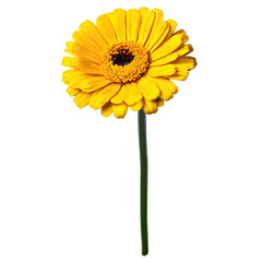 Close up macro photo of a white calendula flower with stem transparent isolated