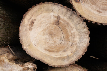 Pile of wood logs. Natural wooden background with closeup of clean cut of chopped firewood log.
