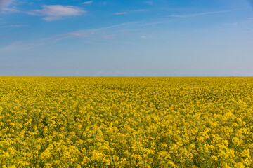 Obraz premium Brassica napus(Oilseed Rape)