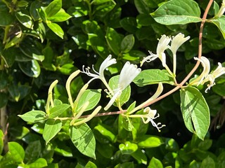 Close up of a vine of invasive honeysuckle