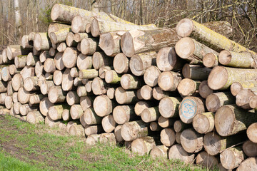 Pile of wood logs. Natural wooden background with closeup of clean cut of chopped firewood logs. - 792991592