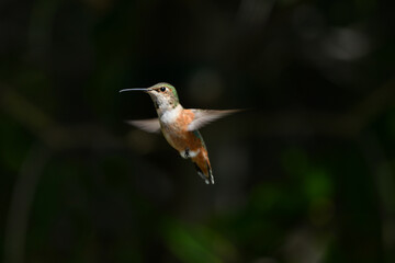 Brown And Green Hummingbird In Flight