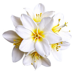 Close up macro photo of white jasmine flowers transparent isolated