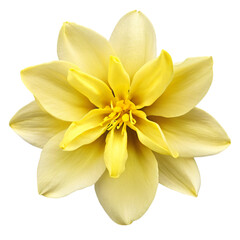 Close up macro photo of yellow jasmine flowers transparent isolated