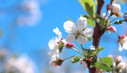 Macro shot of white cherry flowers isolated on blue sky background.