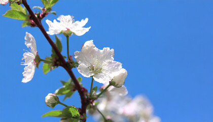 Macro shot of white cherry flowers isolated on blue sky background.