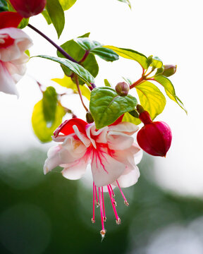 Pink fuchsia plant in summer