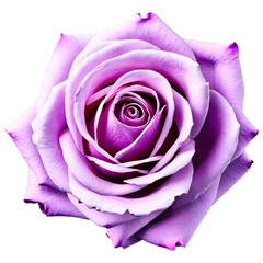 Close up macro photo of violet rose transparent isolated