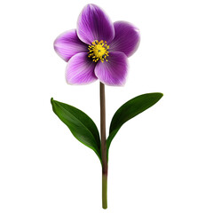 Close up macro photo of purple spring flower with leaves transparent isolated