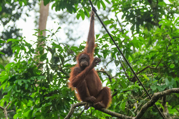 orangutans or pongo pygmaeus is the only asian great found on the island of Borneo and Sumatra