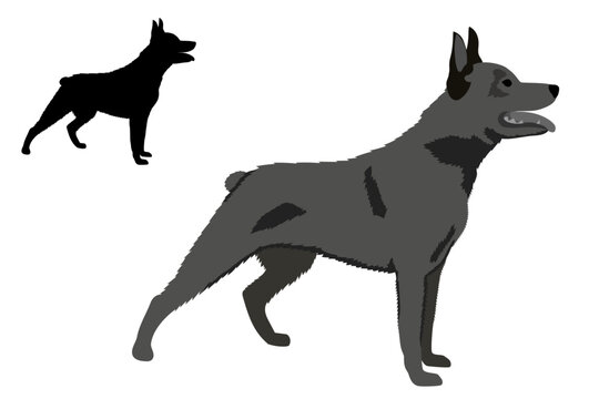 Dog breeds. Australian stumpy tail cattle dog isolated. Vector illustration