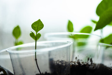 Small green seedlings grow in plastic cups on a windowsill, close up