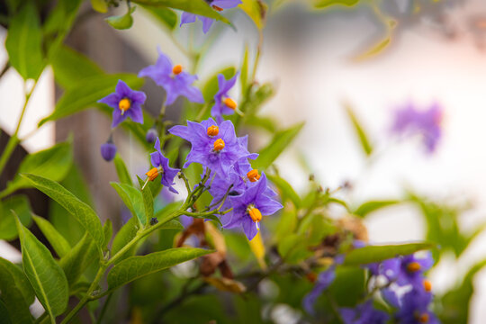 spring crocus flowers