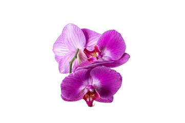 Delicate purple orchid flower head. Phalaenopsis. Close-up.
Isolated on white background.