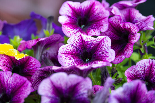 close up of purple and flowers in grass in garden