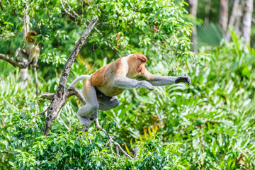 proboscis monkey or nasalis larvatus