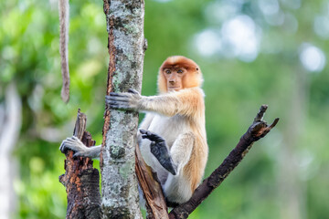 proboscis monkey or nasalis larvatus