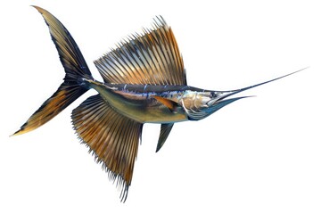 Serene beauty of a lone sailfish, gliding effortlessly through the azure depths of the open ocean, isolated on pure white background.
