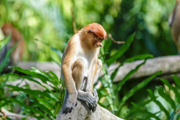 proboscis monkey or nasalis larvatus
