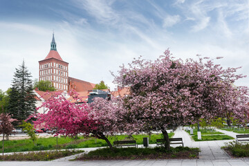 Wiosna w Olsztynie. Katedra.