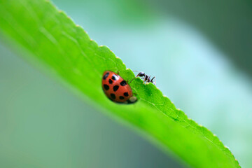 Red ladybug sitting on leaf