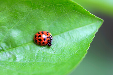 Red ladybug sitting on leaf