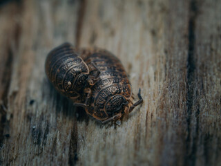 close up of a wooden beetle