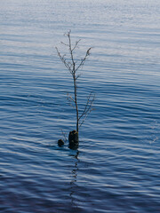 a tree in the water