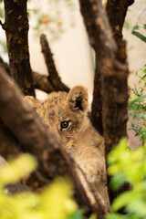 Lion cub playing in a tree