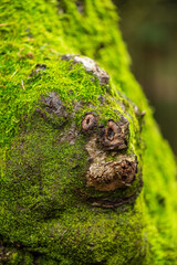 La forêt insolite : une loupe de bois entre visage noueux et monstre des bois