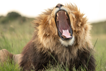 Lion roaring showing his big teeth