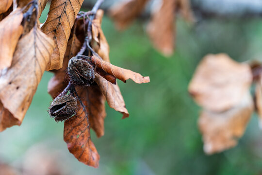Vieilles faines de h&ecirc;tre rest&eacute;es accroch&eacute;es apr&egrave;s l'automne en for&ecirc;t