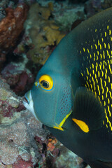 A beautiful angelfish portrait