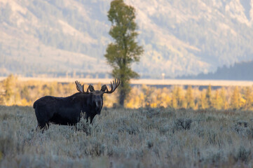 Bull Moose in Autumn in Wyoming