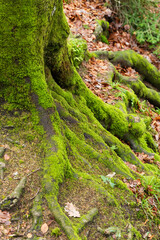 Les racines de la vie : à la découverte des trésors de la forêt jurassienne, massif de la Serre, Jura Pays de Dole , Jura, France