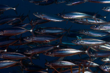 A group of fishes in Bonair