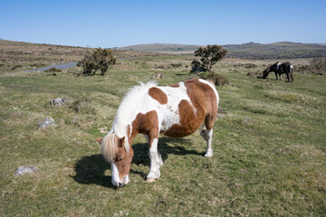 Ponies by the road side on Dartmoor
