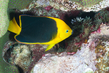A beautiful yellow damsel fish in Bonaire