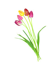 Bouquet of tulips isolated on transparent background.