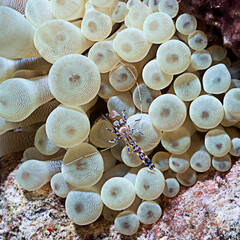 A tiny shrimp in an anemone