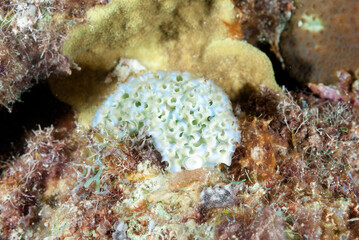 A beautiful nudibranch underwater in Bonaire