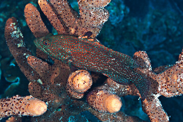 A red grouper in sponges 