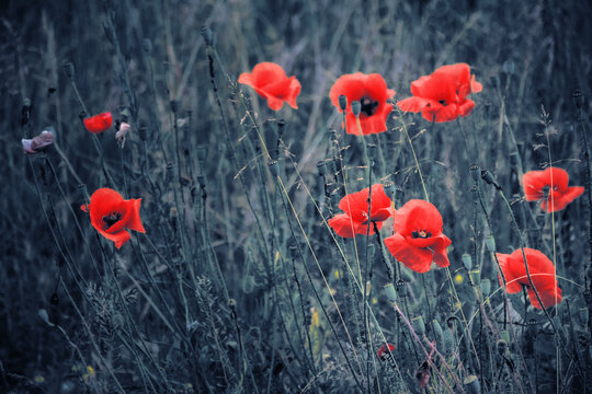 anzac day background. red poppy flowers in the field. selective color