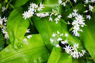 wild bear garlic blooming. healthy super food. herb with green leaves in morning dew