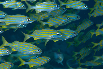 Naklejka premium A bunch of fish in Bonaire