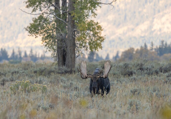 Bull Moose During the Rut in Autumn in Wyoming