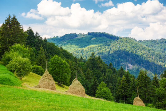 rural landscape of transcarpathia, ukraine in summer. haystacks on the grassy hill. mountainous carpathian landscape on a sunny day with clouds on the sky