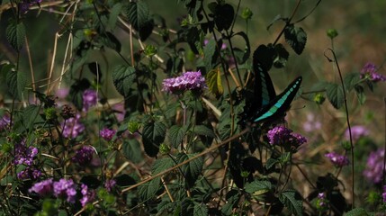Common bluebottle swallowtail butterfly  (blue triangle) (Graphium sarpedon)on the right of screen...