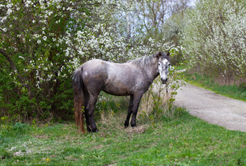 A serene spring scene featuring a dappled gray horse standing beside a blossoming white wildflower bush