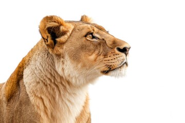 Majesty of a regal lioness, her golden mane billowing in the wind as she surveys her domain,...